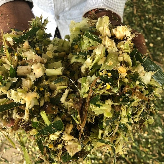 Best Quality Corn Silage Providers | Cowbell Silages | Corn Silage ...